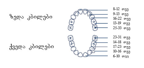 კბილები